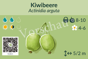 Kiwibeere