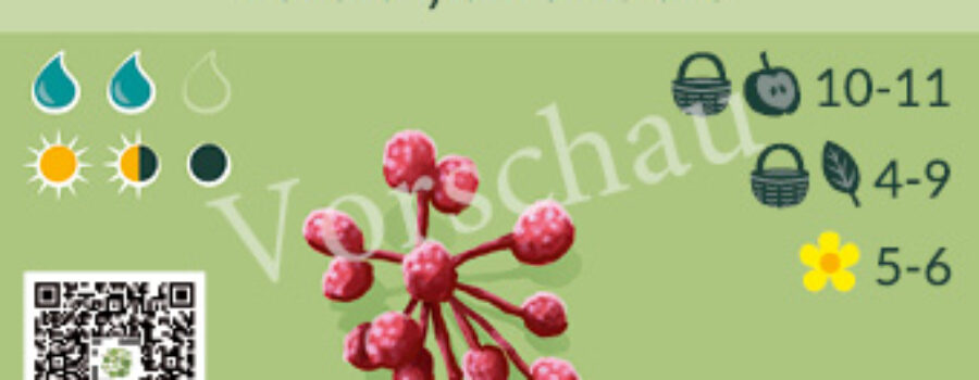 Zanthoxylum simulans