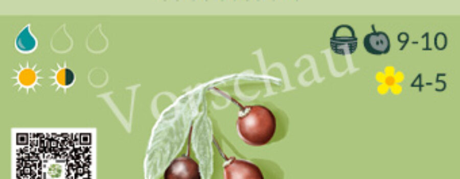 Celtis australis