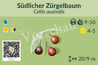 Südlicher Zürgelbaum