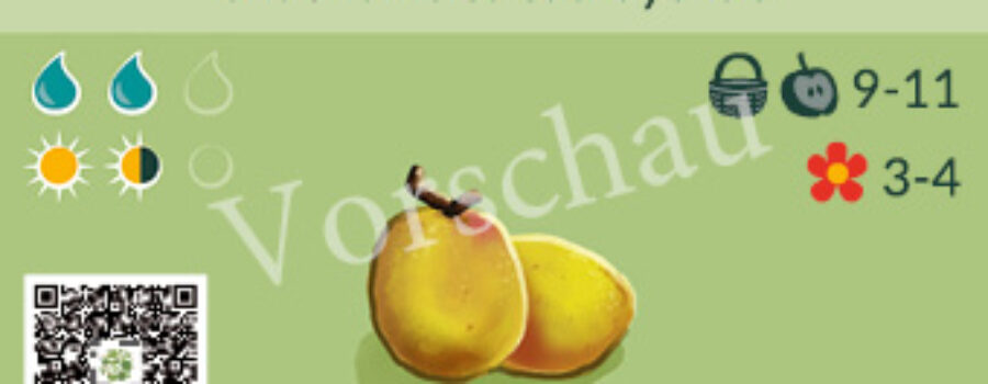 Chaenomeles cathayensis