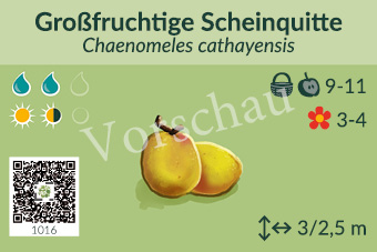 Großfruchtige Scheinquitte