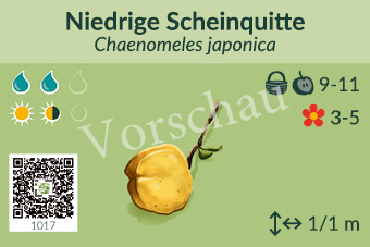Niedrige Scheinquitte