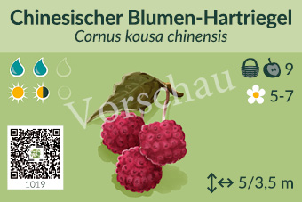 Chinesischer Blumen-Hartriegel