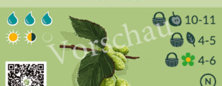 Alnus viridis