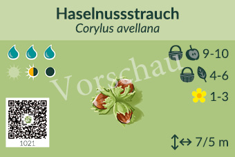 Haselnussstrauch