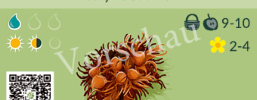 Corylus colurna
