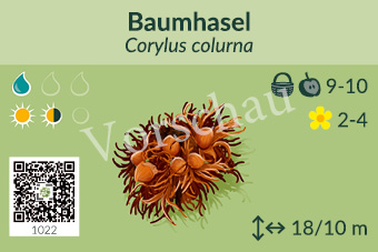 Baumhasel