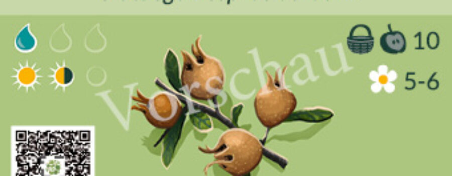 Crataegomespilus dardarii