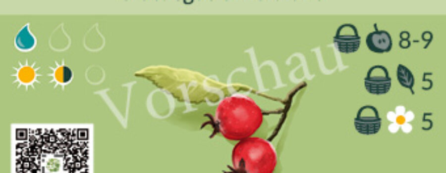 Crataegus arnoldiana