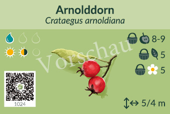 Arnolddorn