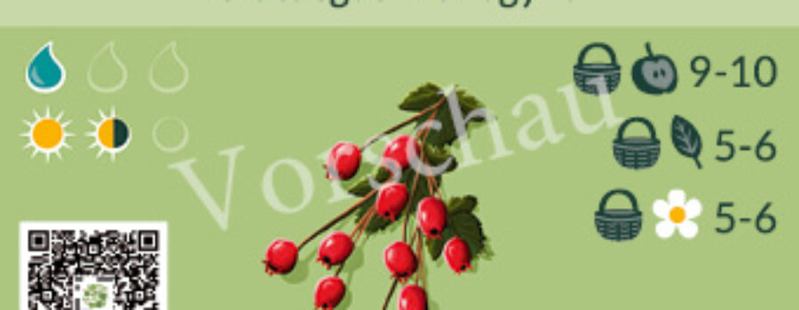 Crataegus monogyna
