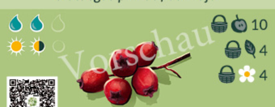 Crataegus pinnatifida major