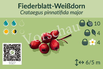 Fiederblatt-Weißdorn