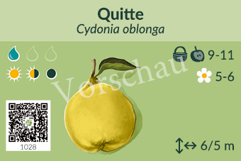 Quitte