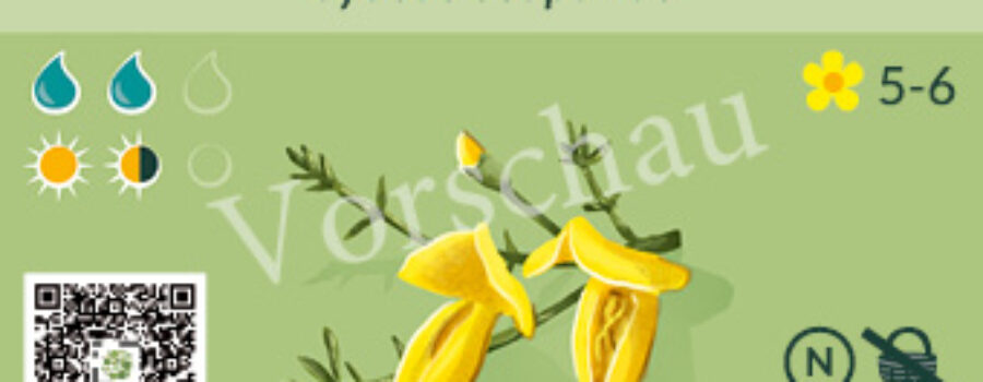 Cytisus scoparius