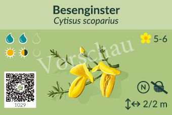 Besenginster