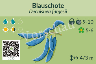 Blauschote