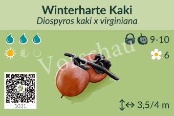 Winterharte Kaki