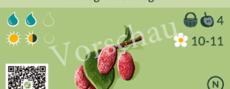 Elaeagnus ebbingei