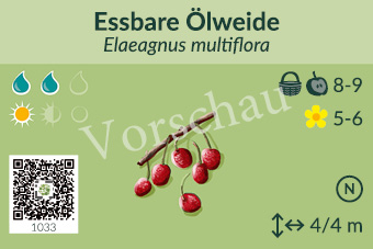 Essbare Ölweide