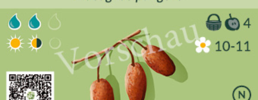 Elaeagnus pungens