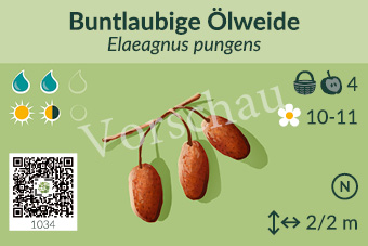 Buntlaubige Ölweide