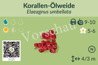 Korallen-Ölweide