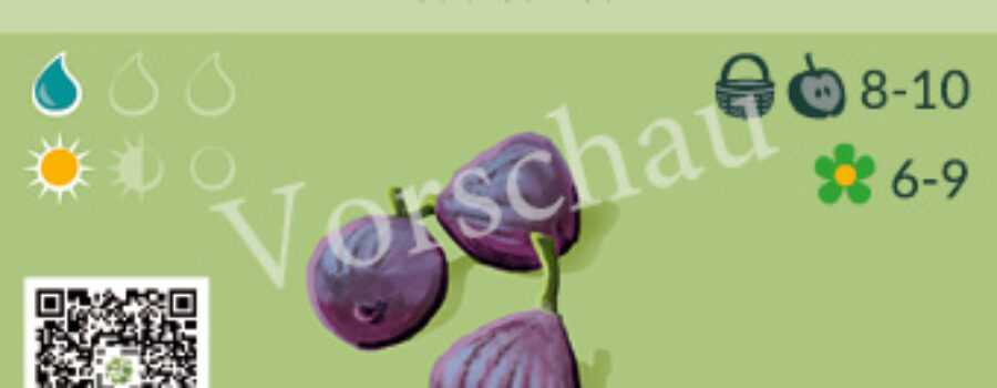 Ficus carica