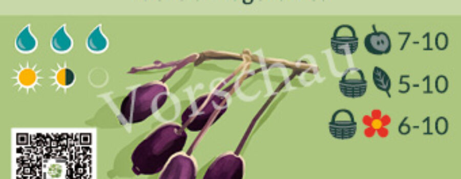 Fuchsia magellanica