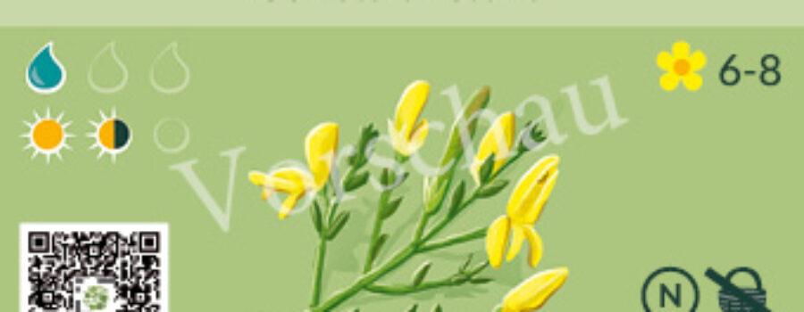 Genista tinctoria