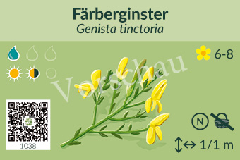 Färberginster