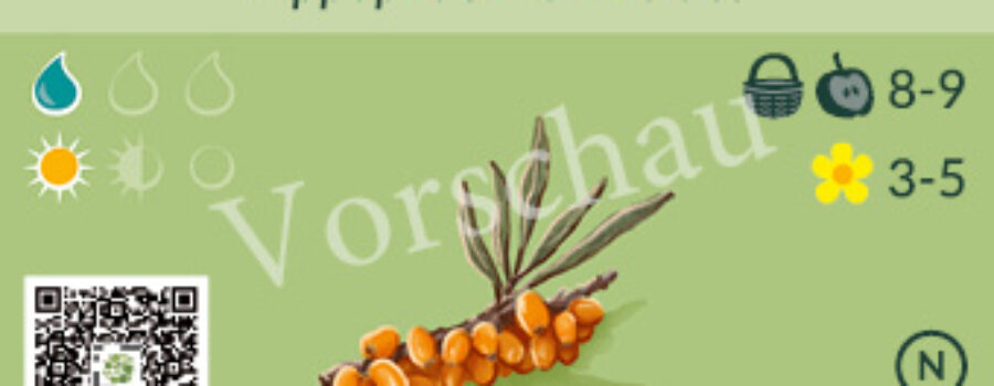 Hippophae rhamnoides