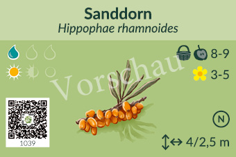 Sanddorn