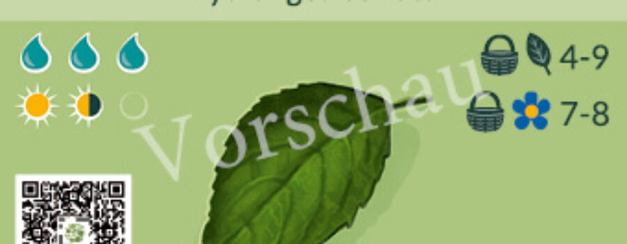 Hydrangea serrata