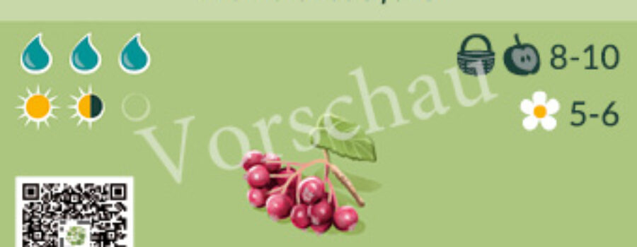 Aronia arbutifolia