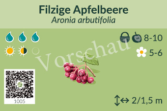 Filzige Apfelbeere