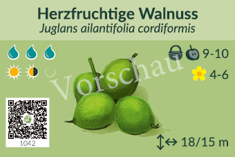 Herzfruchtige Walnuss