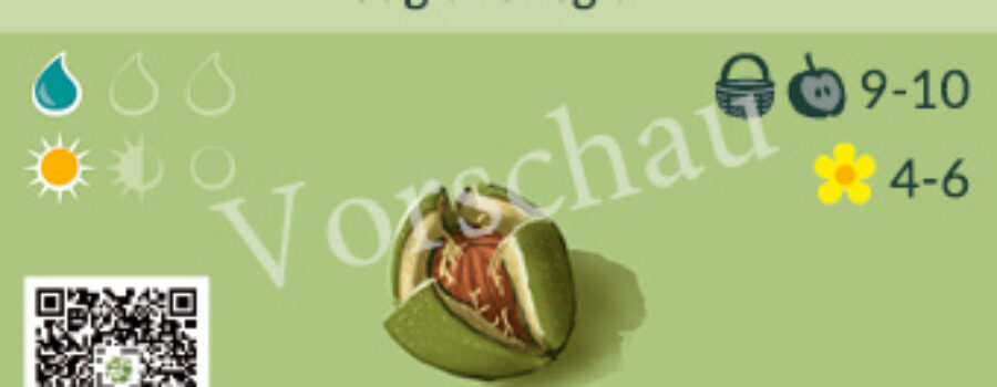Juglans regia