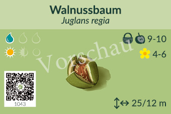 Walnussbaum