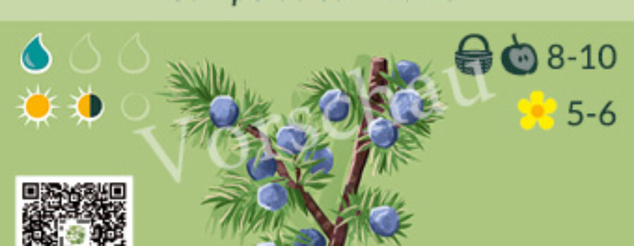Juniperus communis