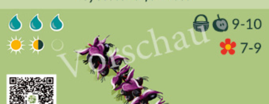 Leycesteria formosa