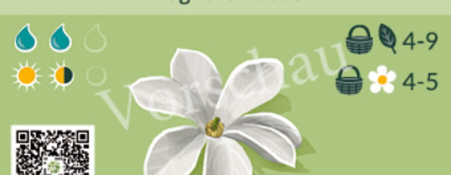 Magnolia kobus