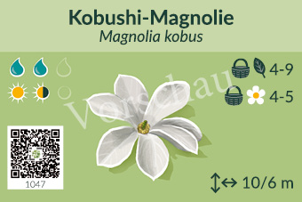 Kobushi-Magnolie