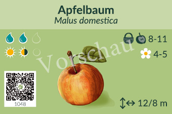 Apfelbaum