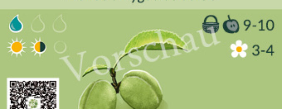 Prunus amygdalus dulcis