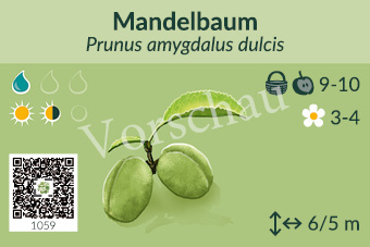 Mandelbaum