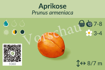 Aprikose