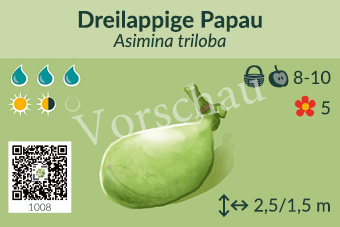 Dreilappige Papau