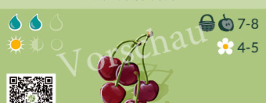 Prunus cerasus